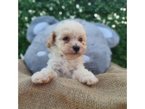 F1 süper kalite maltipoo dişi