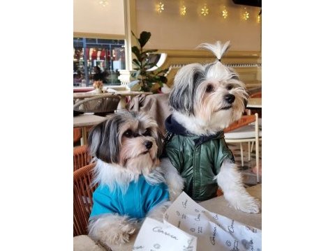 Veteriner kontrolünde teslim edilecek morkie yavruları