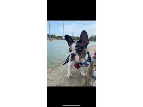 6 aylı merly erkek french bulldog sahiplendirilecektir