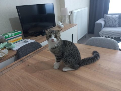 Ücretsiz sahiplendirilecek kedimiz