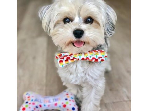 Yorkshire terrier eğitimli
