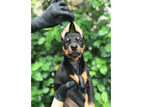 Harika dişi doberman bebekler