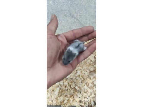 Ele alışkın gonzales hamster yavruları