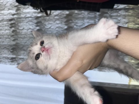 Anne iran chincilla baba british bebek kediler