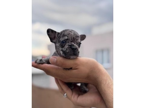 French bulldog yavrularımız ırk garantilidir