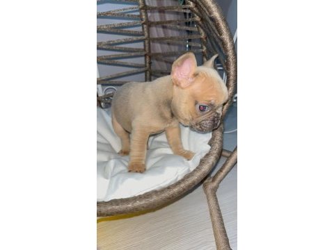 Rengarenk micro french bulldog bebekler