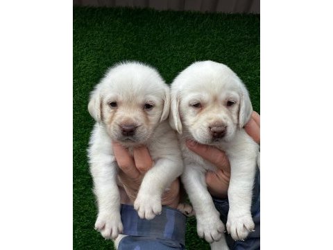 Şampanya labrador jelibonlar
