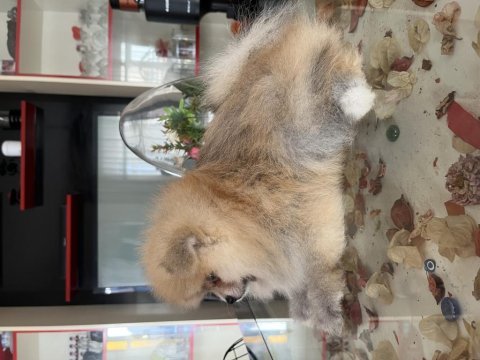 Pomeranian boo orange erkek