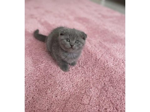 Scottish fold minnoşum