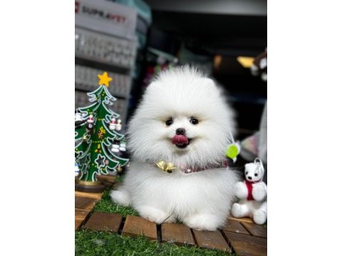 Pomeranian boo yavrular