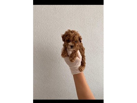 Orijinal gerçek teacup maltipoo