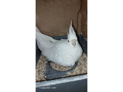 Garantili damızlık sultan papağanı çifti