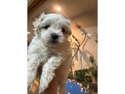 Maltese terrier 60 günlük