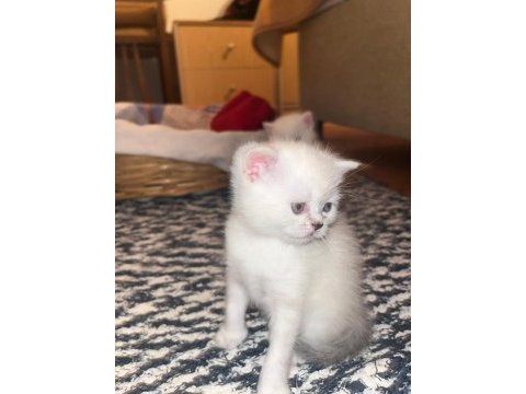 Orijinal british shorthair yavrumuz