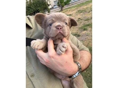 French bulldog yavru köpekler