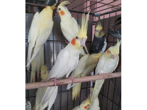 Yerli üretim sultan papağanlarımız