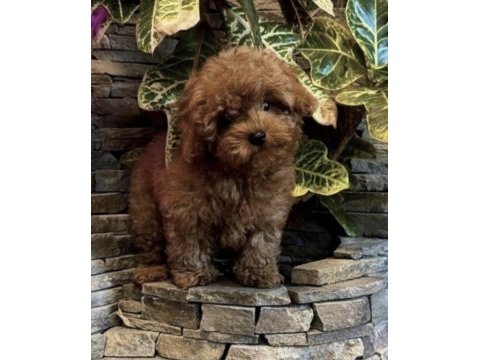 Toy poodle safkan