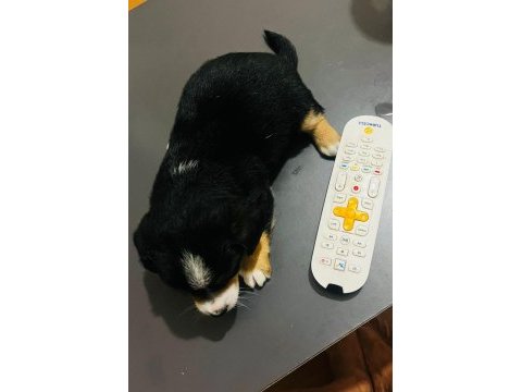6 aylık ırkının tüm özelliklerini taşıyan pinscher
