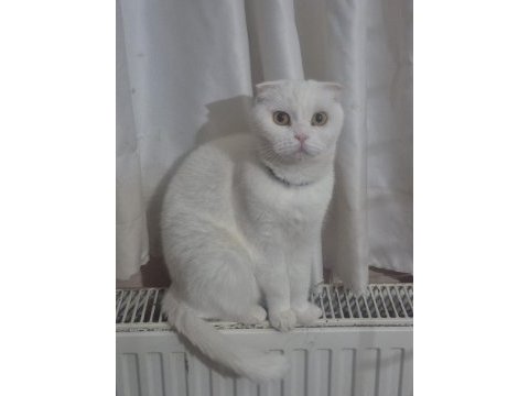Top kafa safkan eğitimli scottish fold dişi erkek