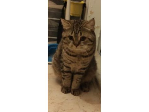 British shorthair