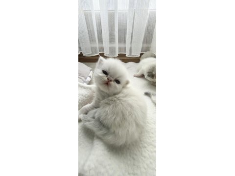 Safkan iran kedisi yavruları