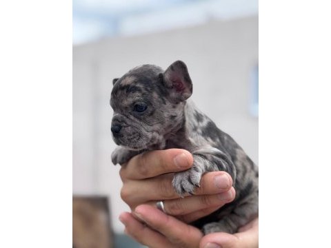 French bulldog yavrularımız ırk garantilidir