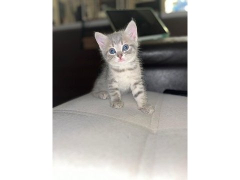 British ve russian blue melez kedilerimiz yuva arıyor
