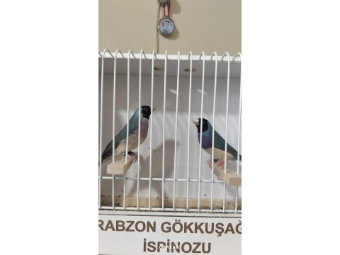 Mavi gökkuşağı ispinozu takım