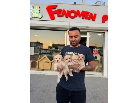 Shoooowwww kalite maltipoo yavrular ankara mağazamızda 