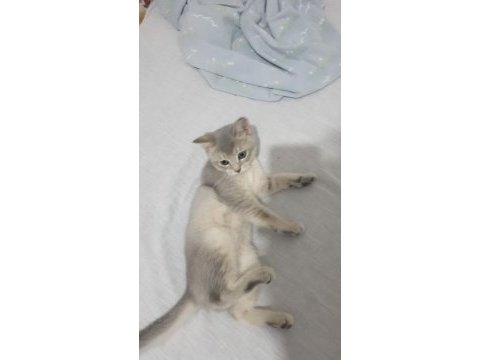 Çok tatlı safkan özel renkli british shorthair