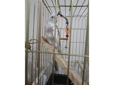White face ve lutino sultan papağanı
