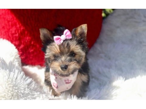 Teacup eğitimli yorkshire terrier yavrular