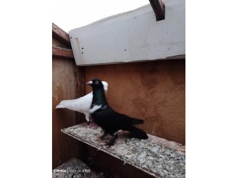 Oynak satılık saya güvercin var