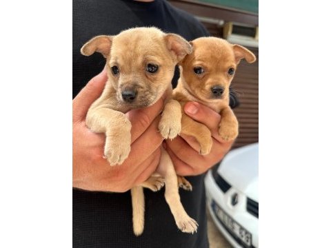 Minyatür pinscher yavrusu 45 günlük