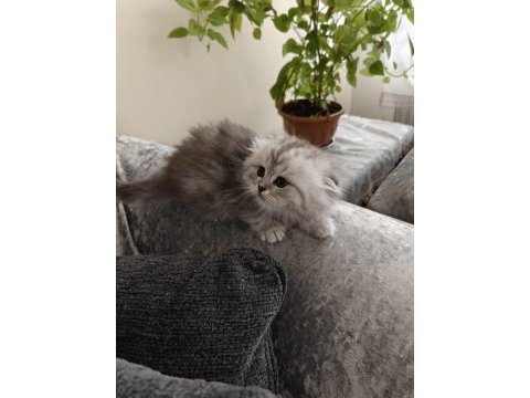 Scottish fold dişi