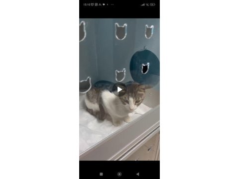 Depremzede kedi