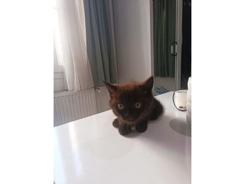 British shorthair yavrumuz yeni sahibini bekliyor.