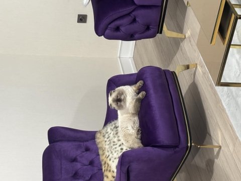 3 yaşında erkek kedimiz