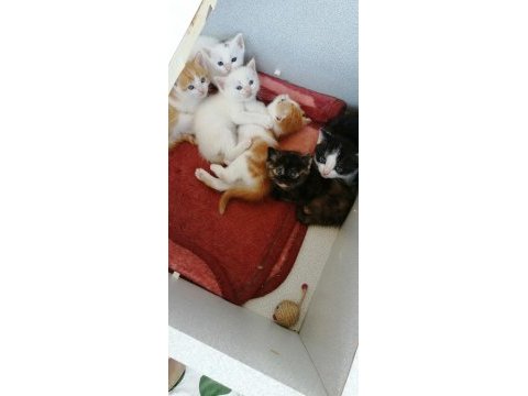 Satılık cins yavru british shorthair