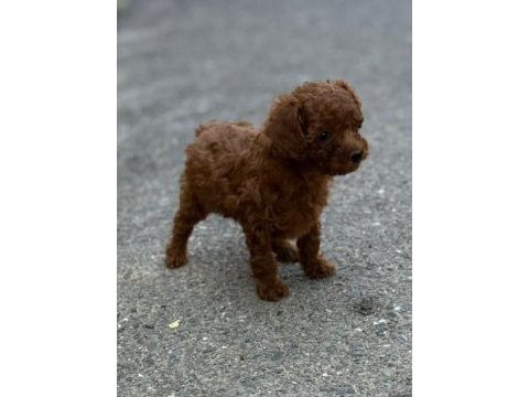 Toy poodle red brown dişi ve erkek