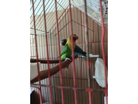 Damızlık yavru alınmış cennet papağanlar takım