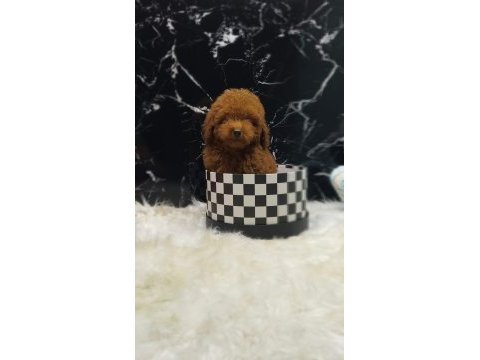 Poodle yavrumuz için iletişime geçebilirsiniz