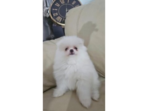 Bembeyaz pomeranian yavrular