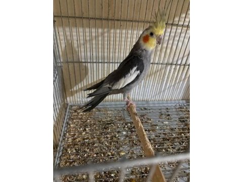 Yavru garantili yumurtalı grey takım sultan papağanı