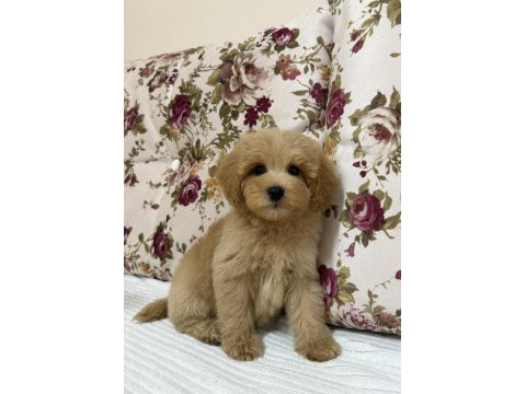 Biblo red maltipoo oğlumuz