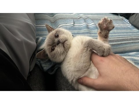British blue point dişi