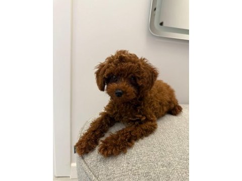 Toy poodle 4 aylık