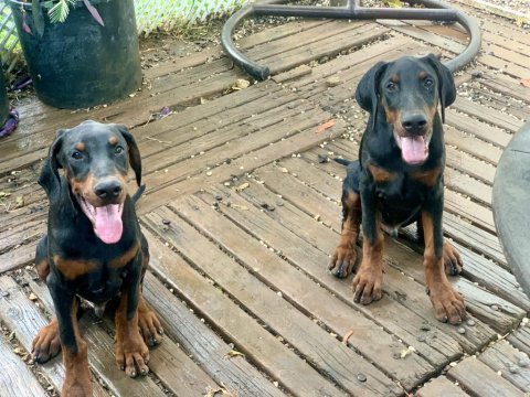 A clas fcı kıf şecere son doberman yavrular