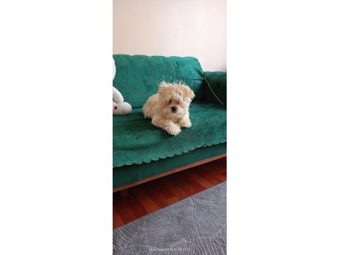 3 aylık erkek maltipoo pet eğitimli