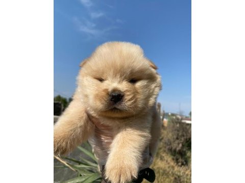 Chow chow çin aslanı yavrularımız